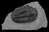 Asaphiscus Wheeleri Trilobite - Utah #97177-1